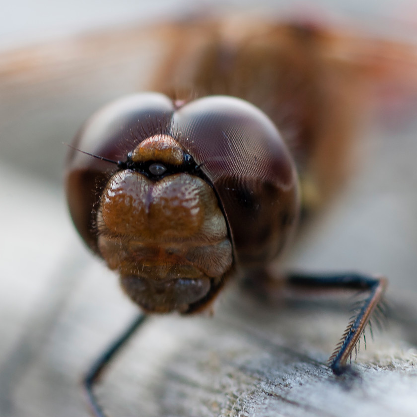 Dragonfly-(101-of-3) 
 Keywords: dragonfly