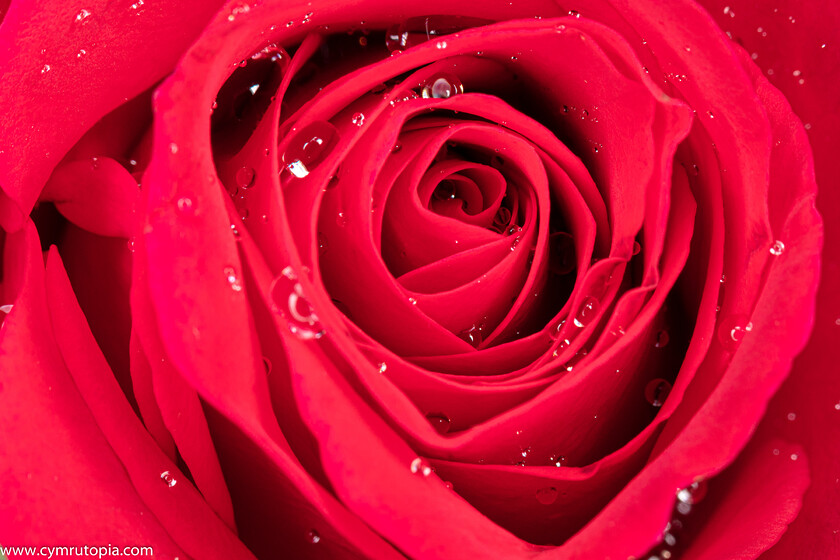 Rose-9393 
 Keywords: closeup, droplet, flash, flower, red, rose, water