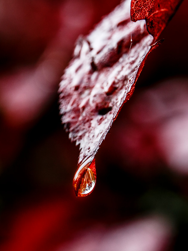 Red leaf with dewdrop 
 Keywords: Droplet, Nature, Small Dole, drip, water