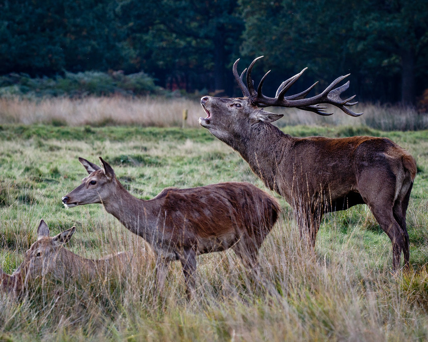 Maldwyn-227 
 Keywords: Autumn, red deer, richmond park, rut