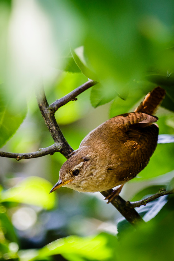 Jenny Wren 
 Keywords: Maldwyn, jenny, wren