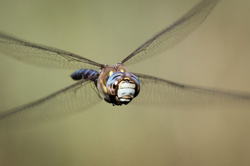 Dragonfly-(102-of-1) 
 Keywords: dragonfly, migrant hawker