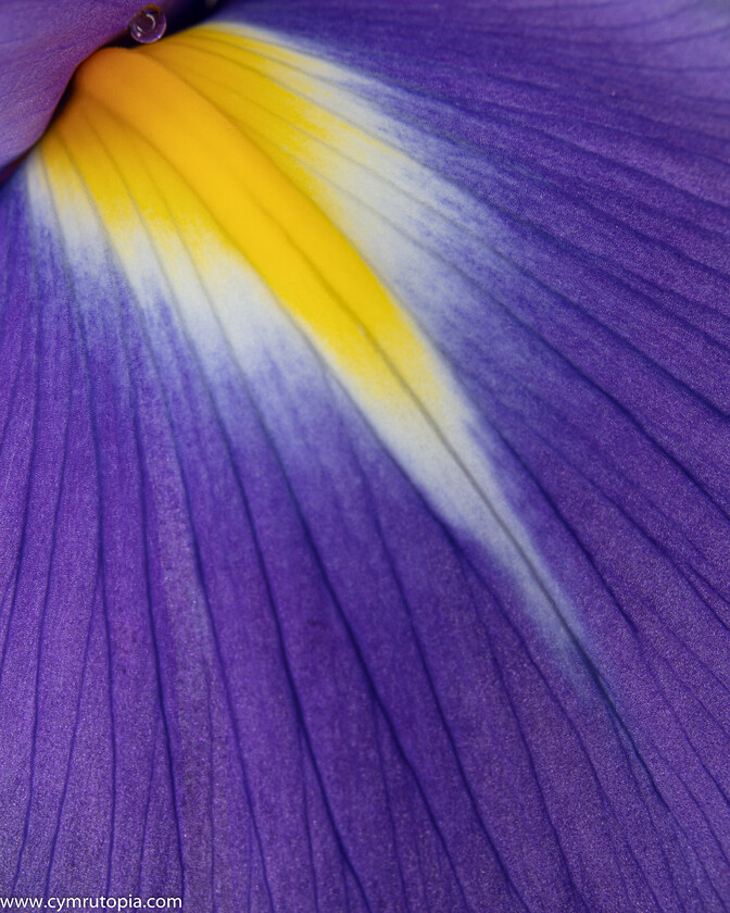 Iris-9459 
 Keywords: Iris, closeup, flower, purple