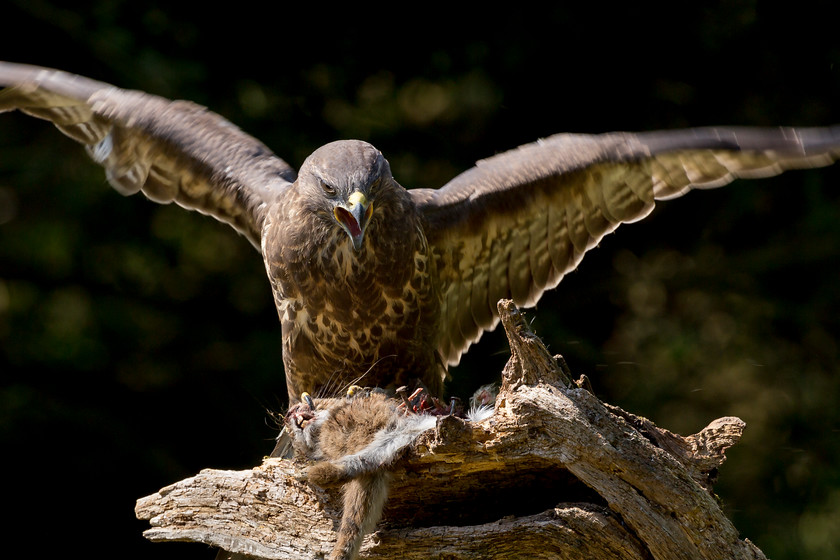 Buzzard 5 
 Keywords: Boda, Buzzard, David Plummer, Knepp Park, bird